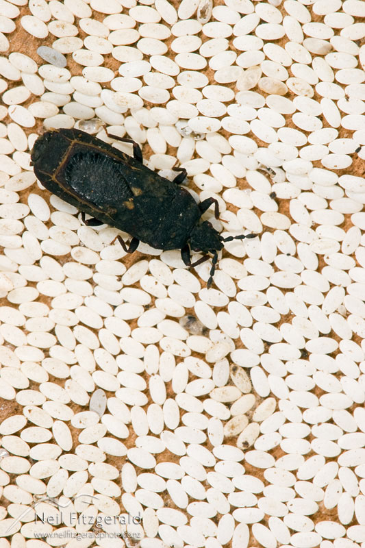 Ctenoneurus-hochstetteri_6508.jpg