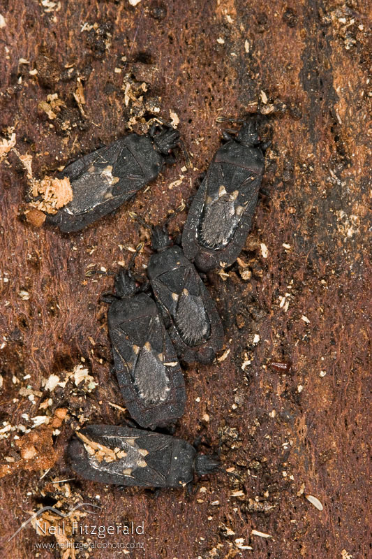 Ctenoneurus-hochstetteri_6510.jpg