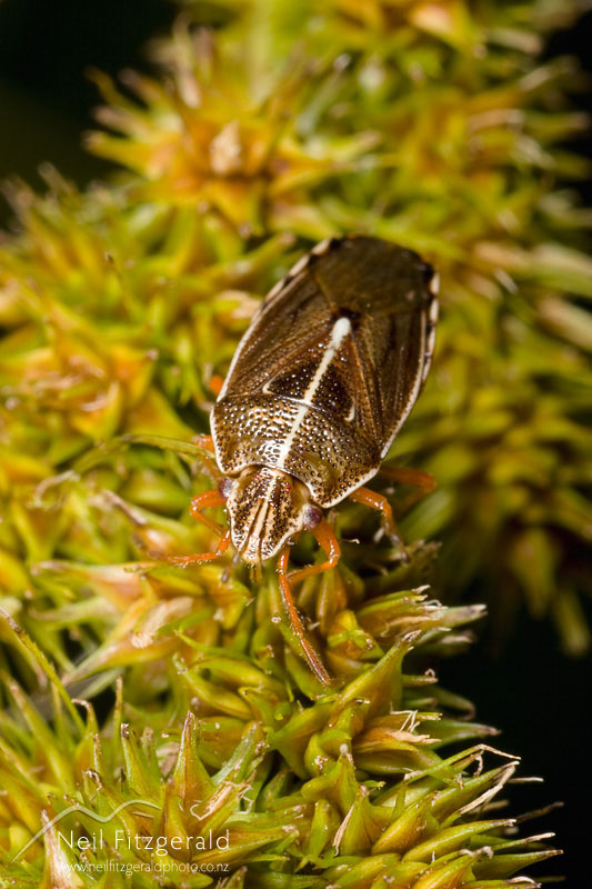 Rhopalimorpha-obscura_1065.jpg