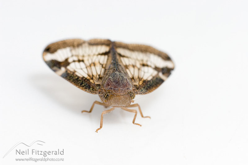 Scolypopa-australis_3457.jpg
