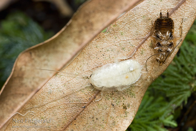 Celatoblatta-sp_1388.jpg