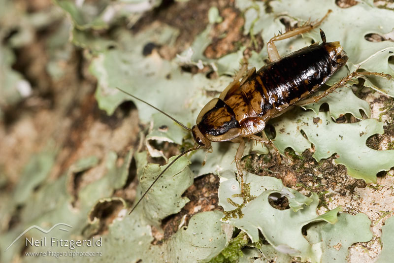 Celatoblatta-sp_2731.jpg