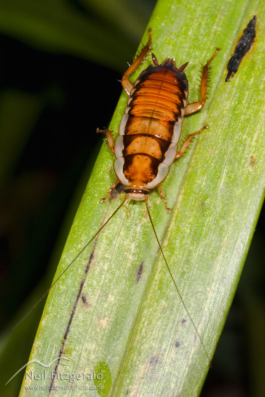 Drymaplaneta-semivitta_2326.jpg