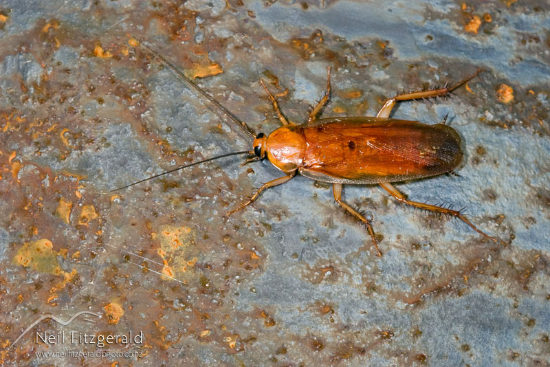 Periplaneta-americana_6175_1.jpg