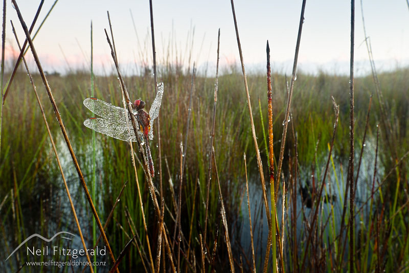 Diplacodes-bipunctata_14721.jpg