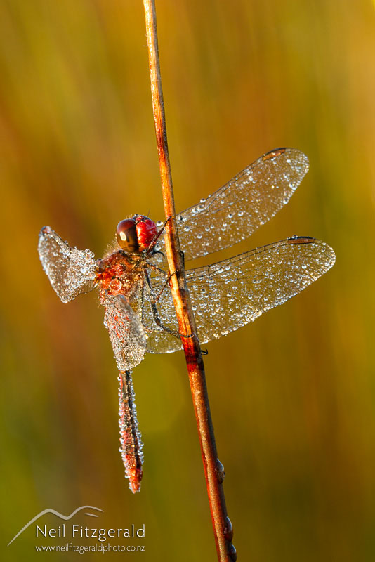Diplacodes-bipunctata_14725.jpg