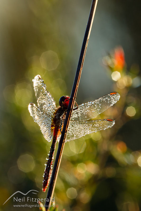 Diplacodes-bipunctata_14727.jpg