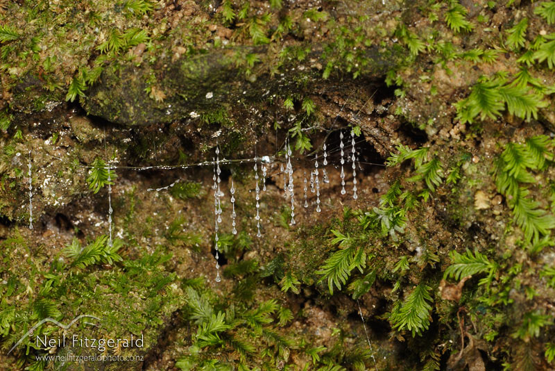 Arachnocampa-luminosa_3132.jpg