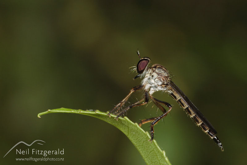 Robber-fly_1414.jpg