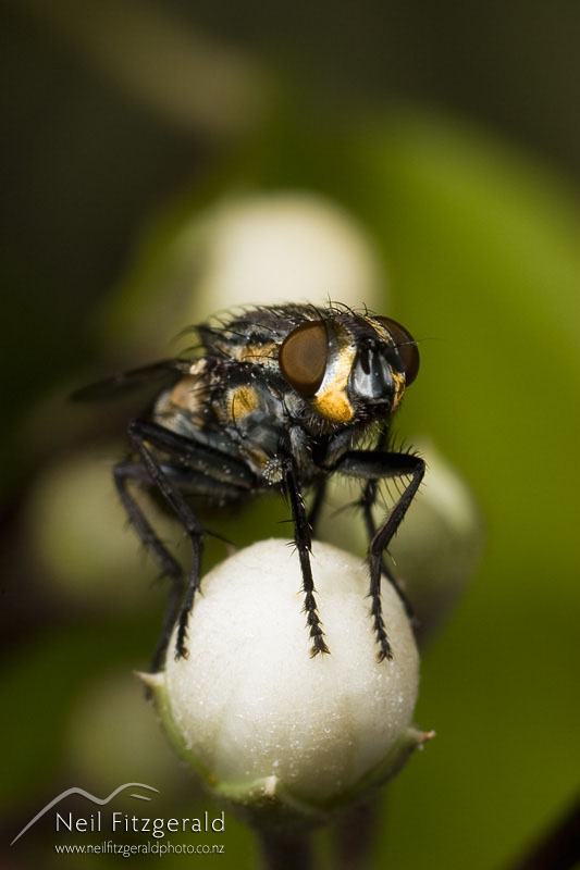 flesh-fly_2315.jpg