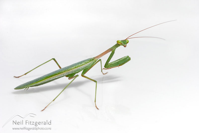 Miomantis-caffra_3491.jpg