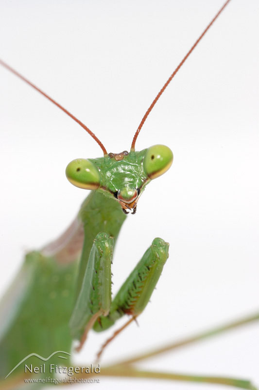 Miomantis-caffra_3508.jpg