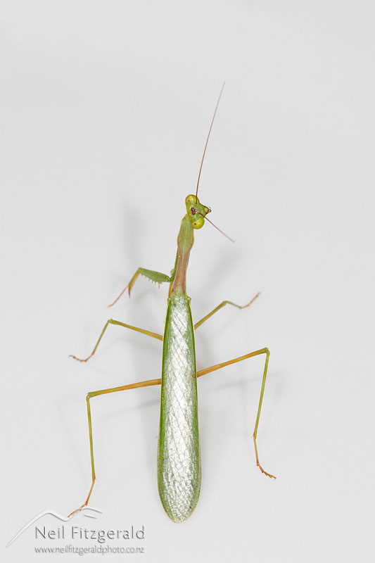 Miomantis-caffra_7257.jpg