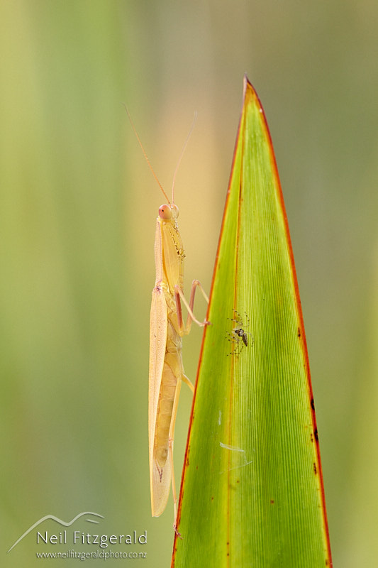 Orthodera-novaezealandiae-28425.jpg
