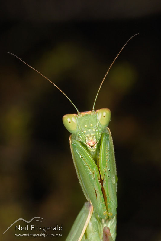 Orthodera-novaezealandiae_3238.jpg