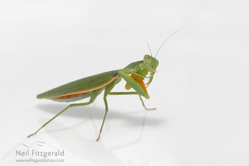 Orthodera-novaezealandiae_3718.jpg