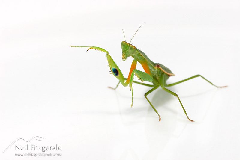 Orthodera-novaezealandiae_3720.jpg