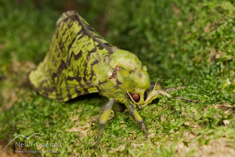 Aenetus-virescens_13846.jpg