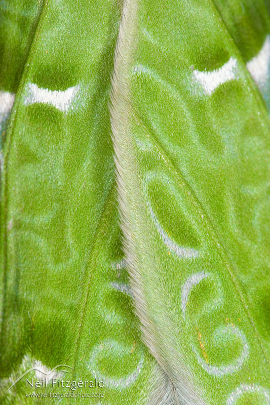 Aenetus-virescens_5698.jpg