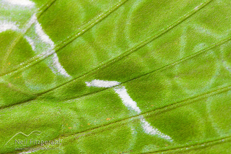 Aenetus-virescens_5699.jpg