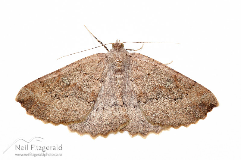 Cleora-scriptaria-27320.jpg