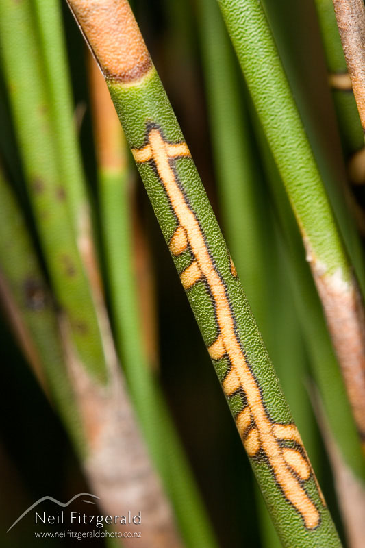Houdinia-flexilissima_6469.jpg