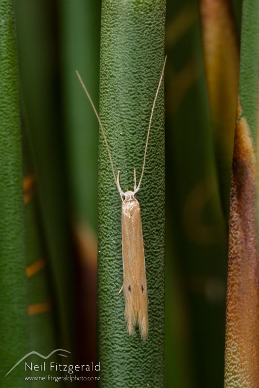 Houdinia-flexilissima_6497.jpg