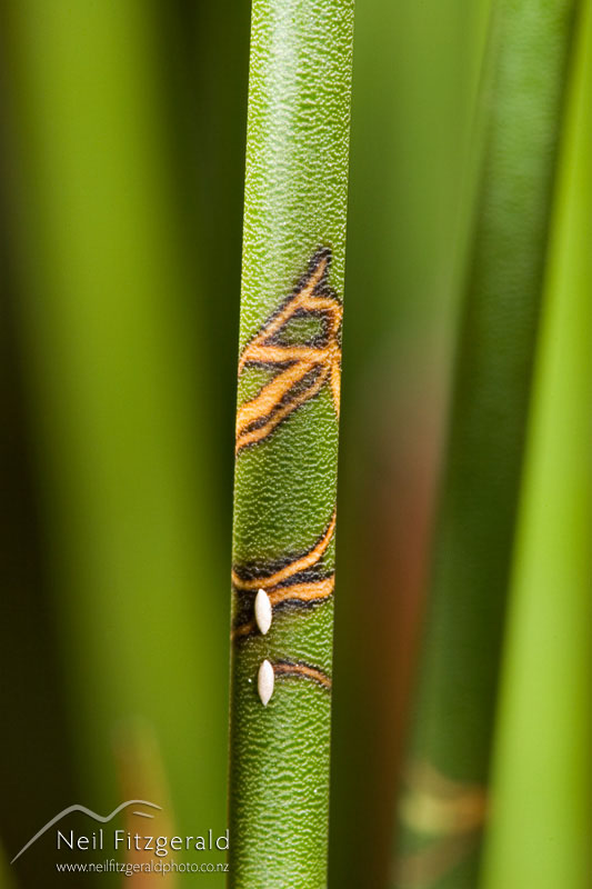 Houdinia-flexilissima_6500.jpg