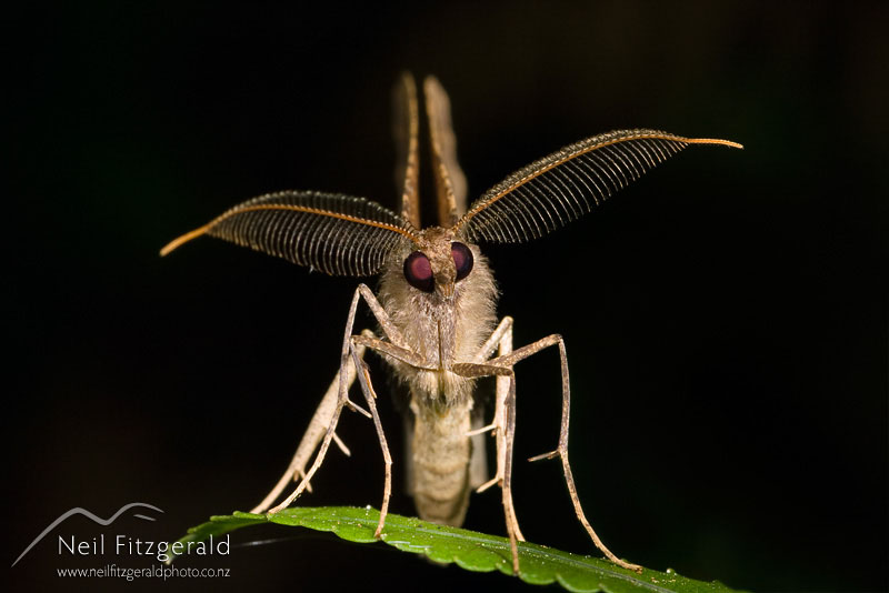 Looper-moth_2866.jpg