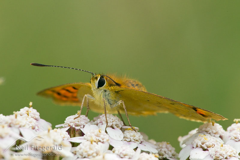 Lycaena-salustius_13174.jpg
