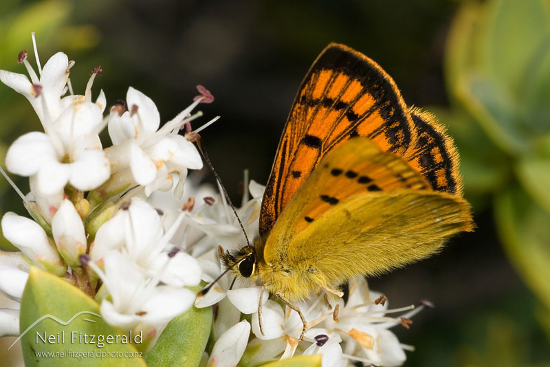 Lycaena-salustius_2701.jpg