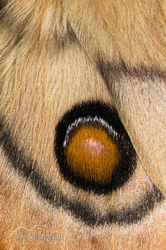 Opodiphthera-eucalypti-22632.jpg