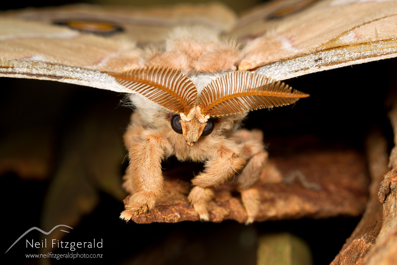 Opodiphthera-eucalypti-22642.jpg