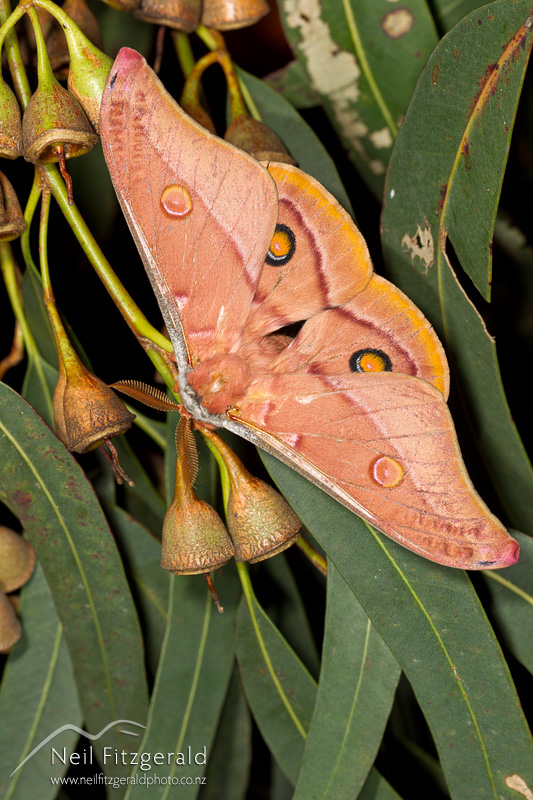 Opodiphthera-eucalypti-22647.jpg