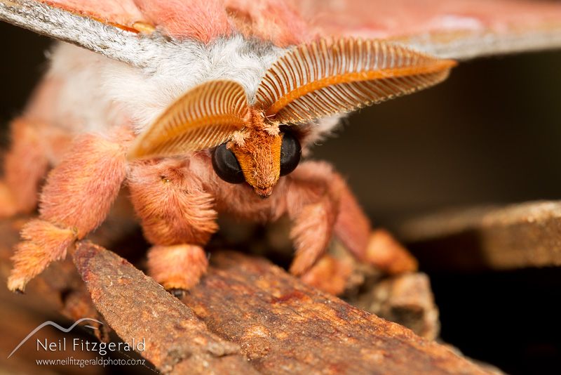 Opodiphthera-eucalypti-22655.jpg