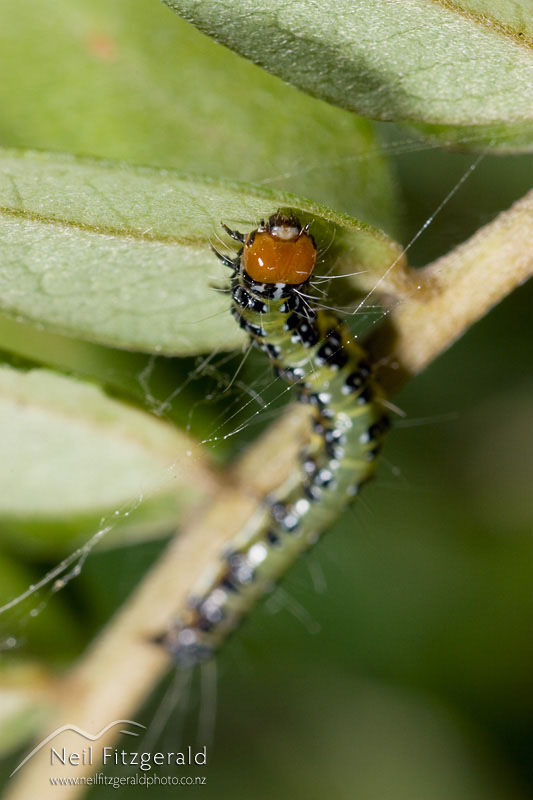 Uresiphita-polygonalis-maorialis_3031.jpg