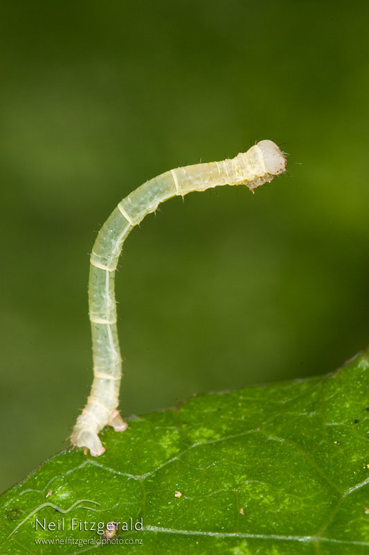 caterpillar_7120.jpg