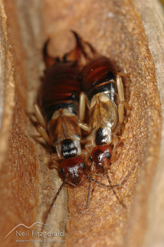 Forficula-auricularia_3430.jpg