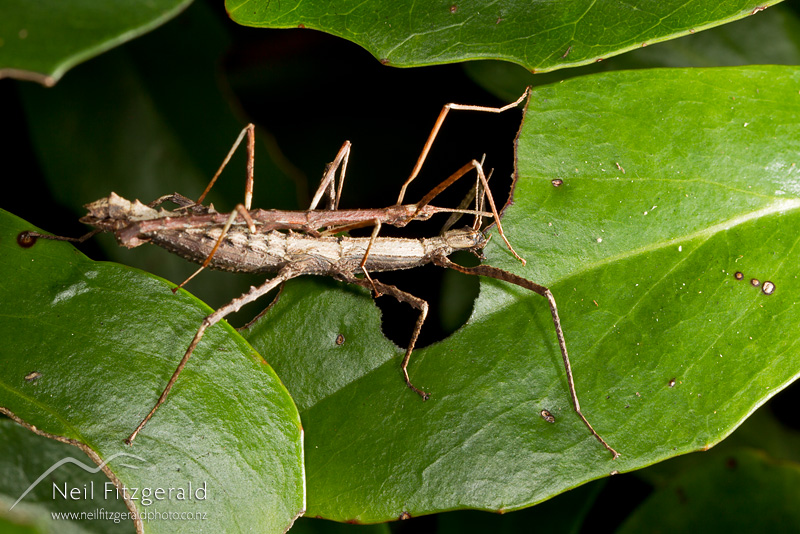 Spinotectarchus-acornutus-25355.jpg