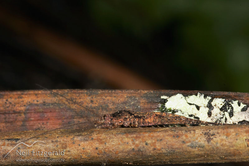 bristletail_3721.jpg