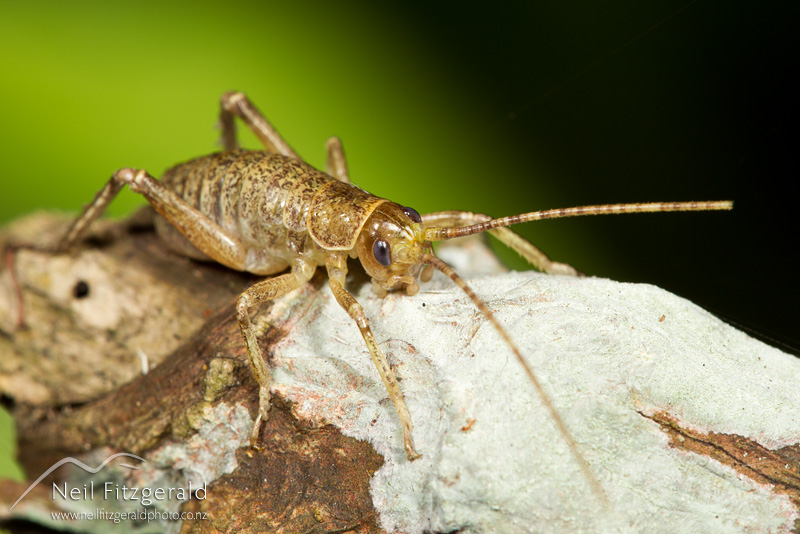 Deinacrida-fallai-22446.jpg