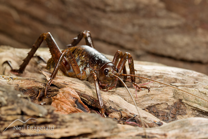 Deinacrida-heteracantha-21076.jpg
