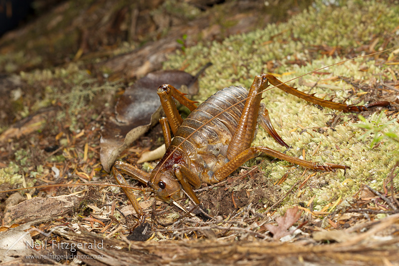 Deinacrida-heteracantha-21187.jpg