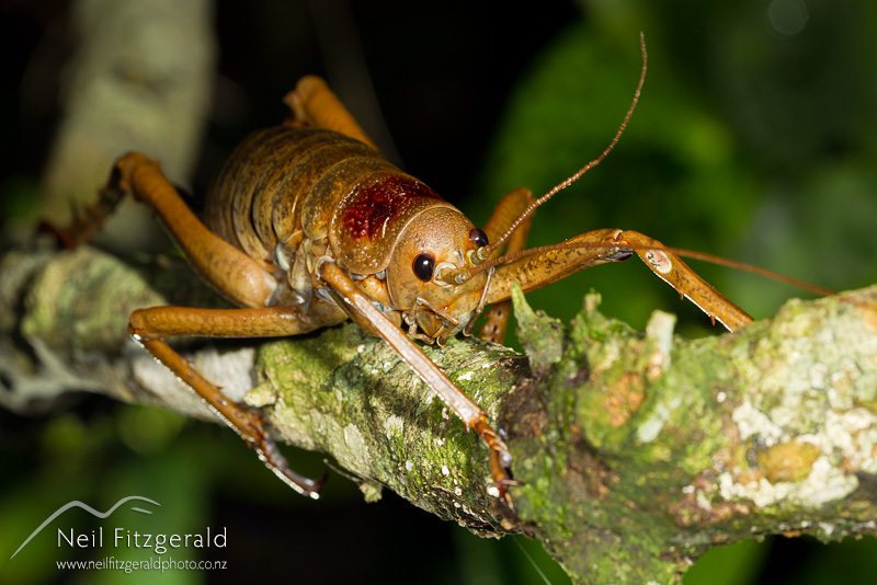 Deinacrida-heteracantha-21246.jpg