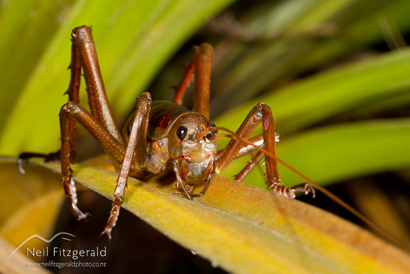 Deinacrida-heteracantha-21285.jpg