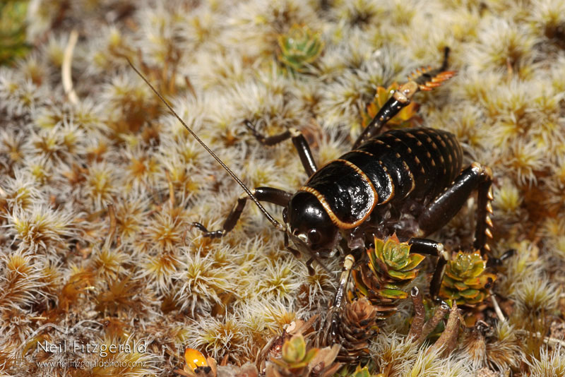 Deinacrida-tibiospina_2563.jpg