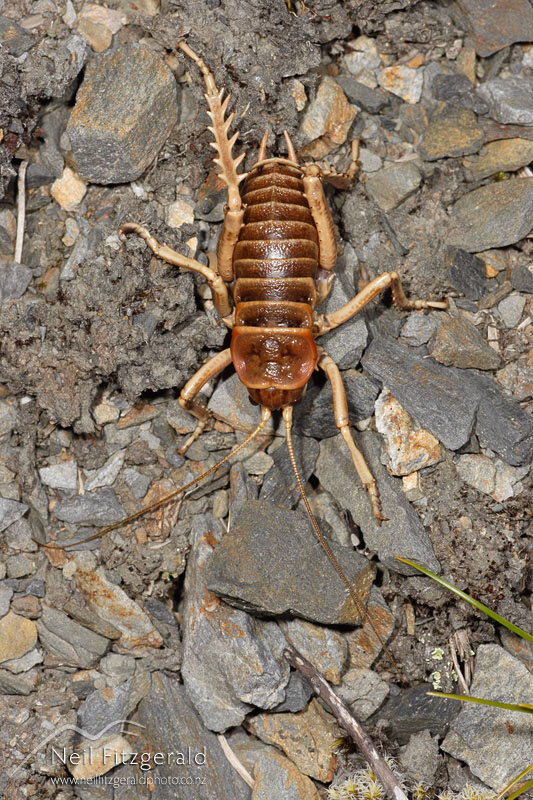 Deinacrida-tibiospina_2573.jpg