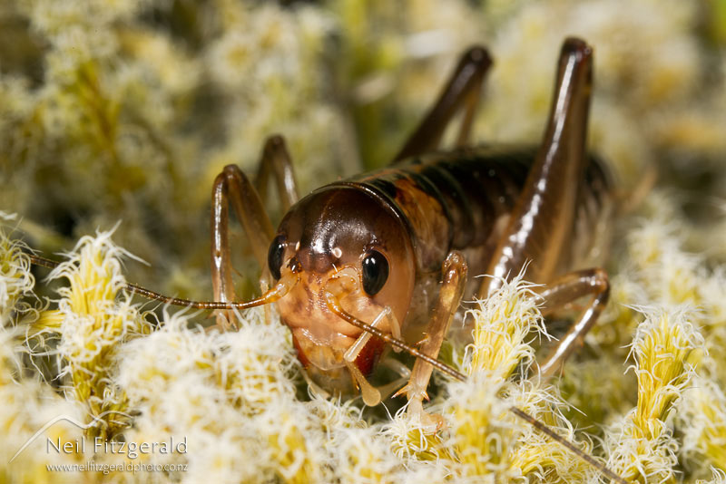 Hemiandrus_15258.jpg