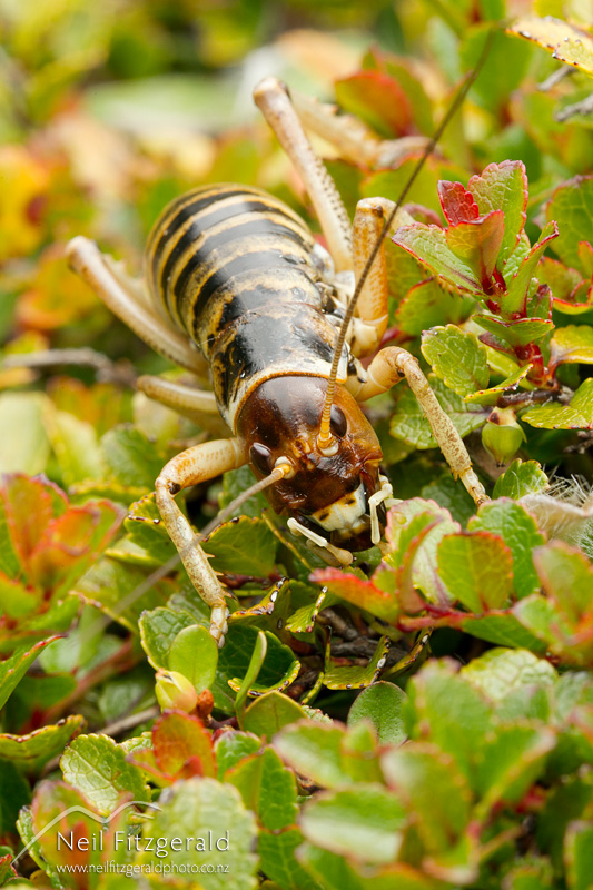 Hemideina-femorata-24678.jpg
