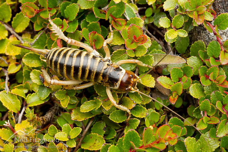 Hemideina-femorata-24682.jpg